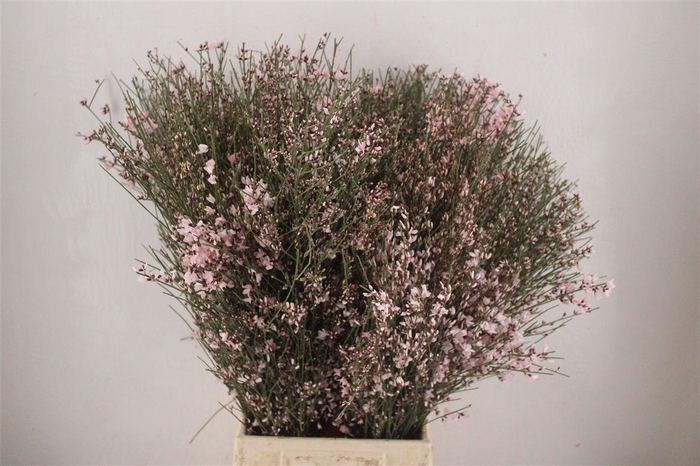 <h4>Ginster 400gr Pink P Bunch</h4>