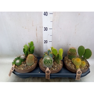 Arr.  Cactus L%