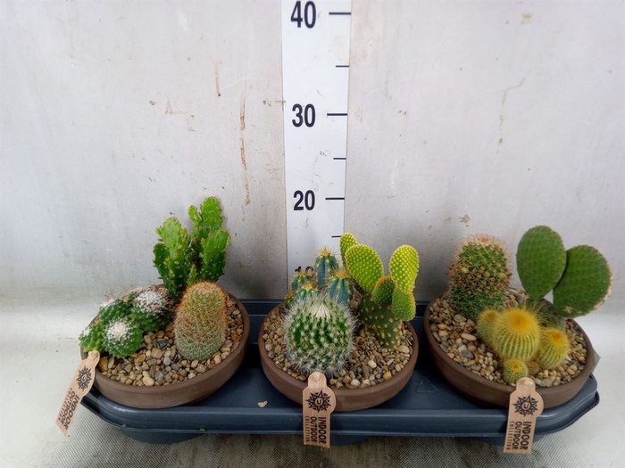 <h4>Arr.  Cactus L%</h4>