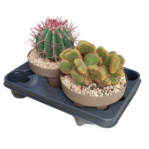 MIX CACTUS BOWL Ø 20 - TRAY 2 PCS (CACTUS)