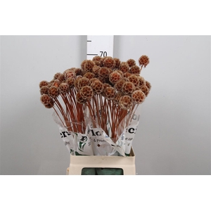 Scabiosa St Klb H%