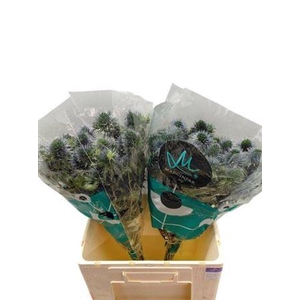 Eryn Scorpiu Questar