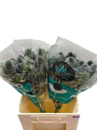 <h4>Eryn Scorpiu Questar</h4>