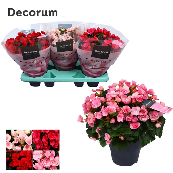 <h4>Begonia BETULIA MIX Decorum 19 cm</h4>