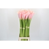 Zantedeschia Eydolls Pink