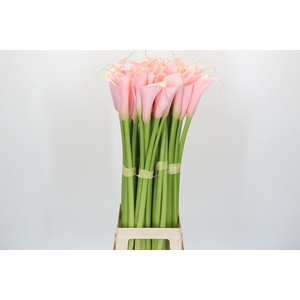 Zantedeschia Eydolls Pink
