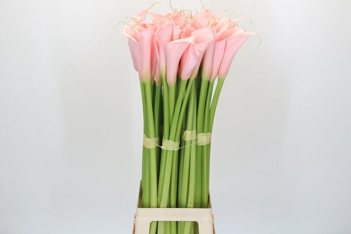 Zantedeschia Eydolls Pink