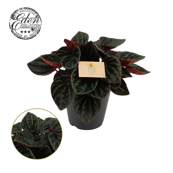 <h4>Peperomia rojo Grande 15cm</h4>