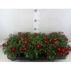 Argyranthemum  'Percussion Red'