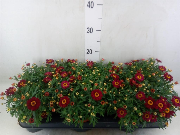 <h4>Argyranthemum  'Percussion Red'</h4>
