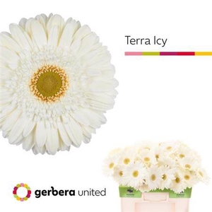 Ge Gr Terra Icy