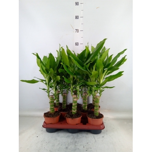 Dracaena frag. 'Steudneri'