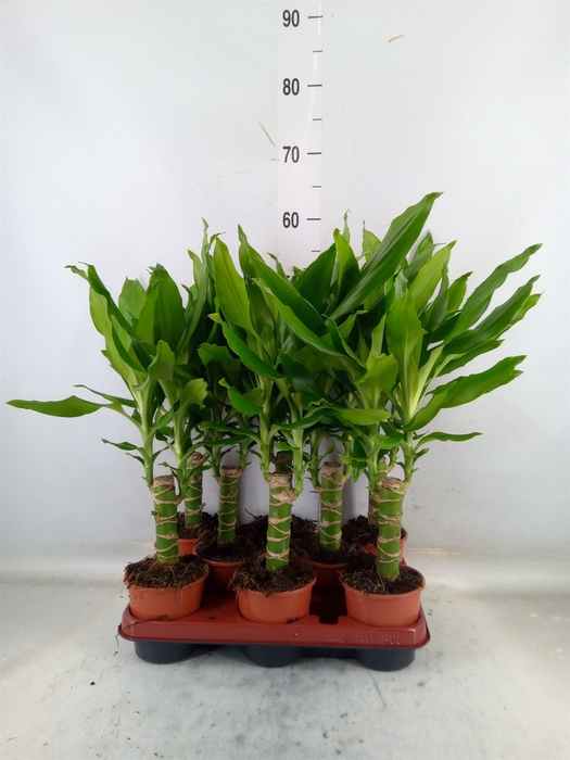 <h4>Dracaena frag. 'Steudneri'</h4>