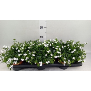 Lobelia  'Curacao White Minibasket'