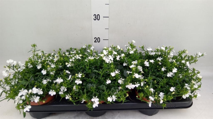 <h4>Lobelia  'Curacao White Minibasket'</h4>