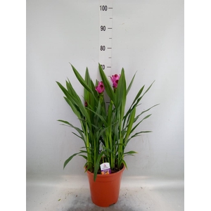 Curcuma alism. 'Siam Splash'