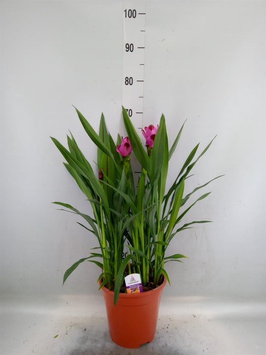 <h4>Curcuma alism. 'Siam Splash'</h4>