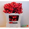 Malus Red Sentinel Xxl