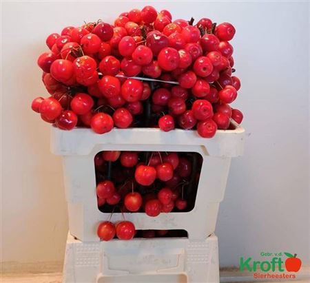 <h4>Malus Red Sentinel Xxl</h4>