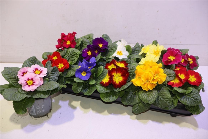 <h4>Prim Ac Gem</h4>