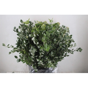 Pittosp Ralphi Leaves 400gr P Bunch