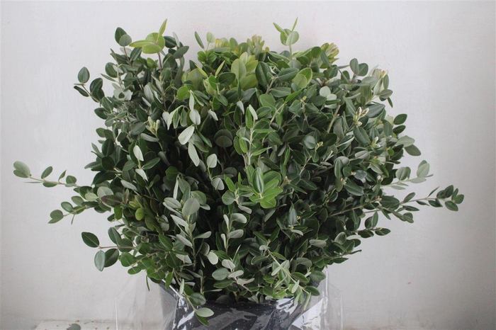 <h4>Pittosp Ralphi Leaves 400gr P Bunch</h4>