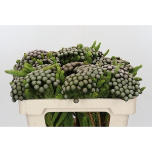 Cape Green Albiflora