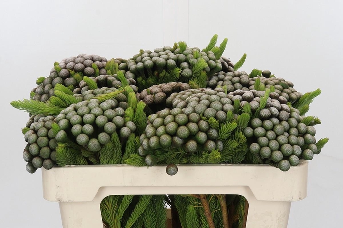 <h4>Cape Green Albiflora</h4>