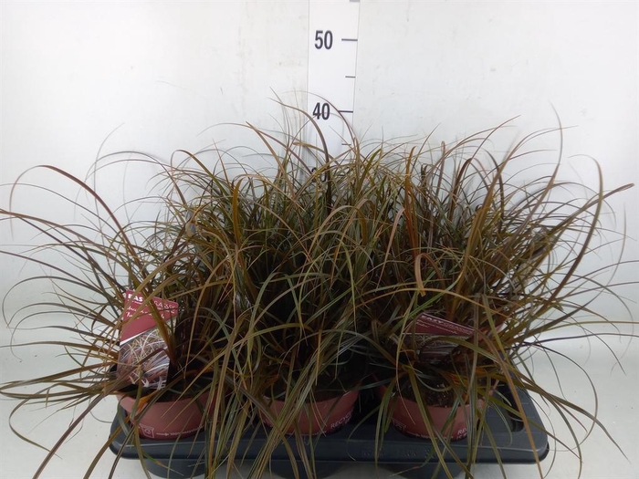 <h4>Uncinia rubra</h4>