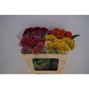 CELOSIA REPRISE MIX ANGEBOT