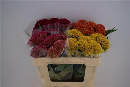 <h4>CELOSIA REPRISE MIX ANGEBOT</h4>