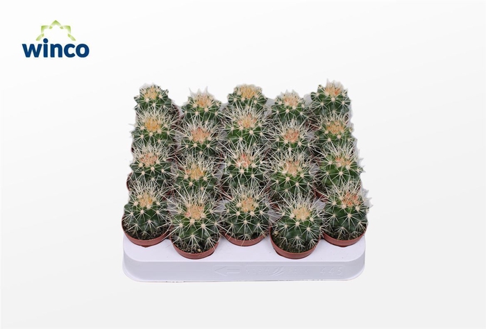 <h4>Echinocactus Grusonii</h4>