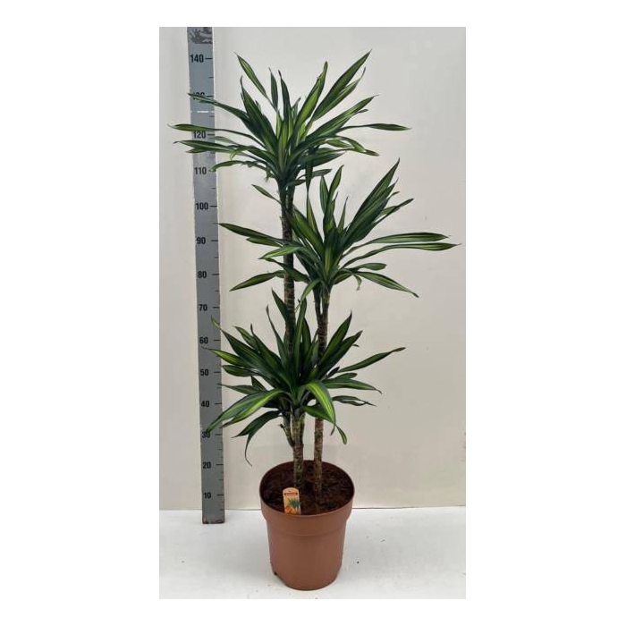 <h4>DRA FRAG RIKI</h4>