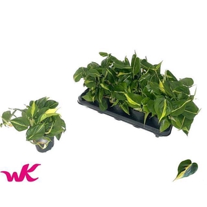 Philodendron Scandens Brasil 12Ø 25cm