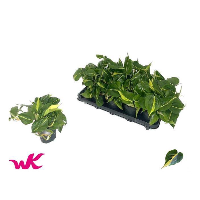<h4>Philodendron Scandens Brasil 12Ø 25cm</h4>