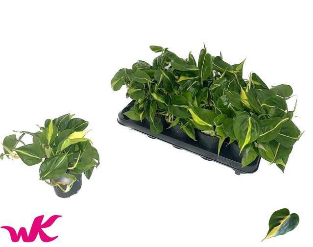 Philodendron Scandens Brasil 12Ø 25cm