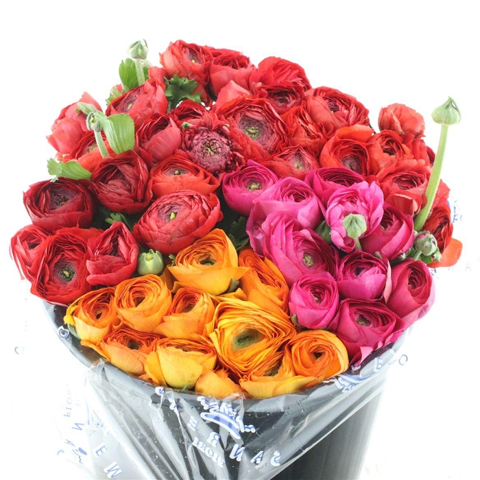 <h4>Ran El Mix Fust Super</h4>