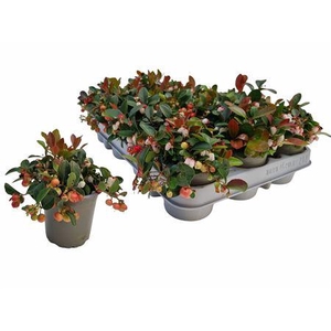 Gaulth Procumbens