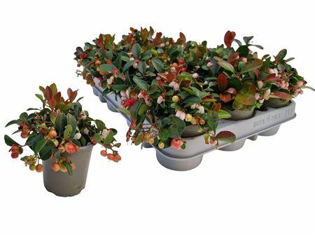 <h4>Gaulth Procumbens</h4>