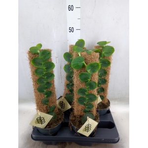 Planten   ...green L%