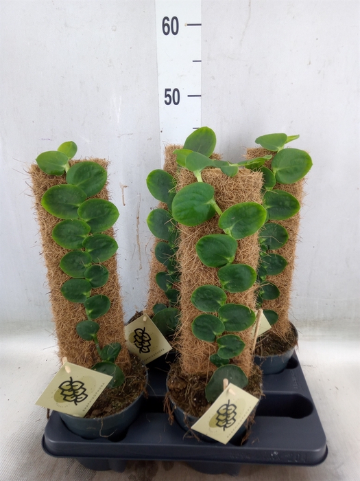 <h4>Planten   ...green L%</h4>