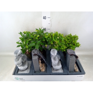 Bonsai   ...mix