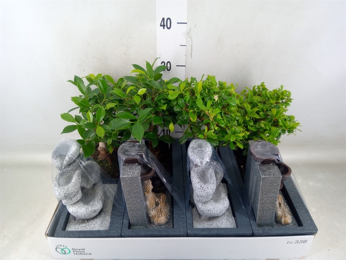 <h4>Bonsai   ...mix</h4>