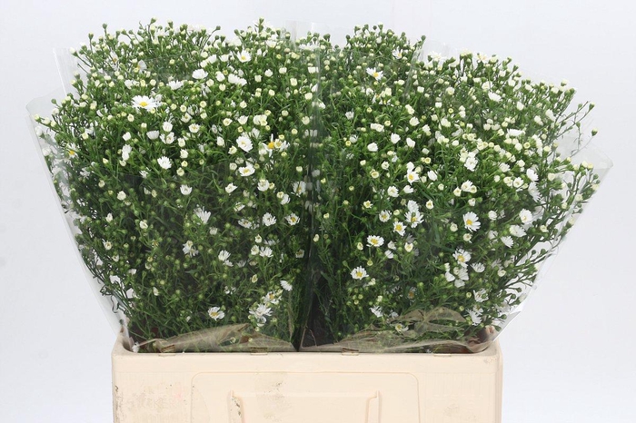 <h4>Aster Paquita</h4>