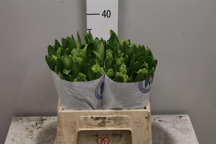 <h4>Hyac White King</h4>