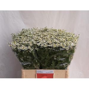 TANA PA SINGLE VEGMO