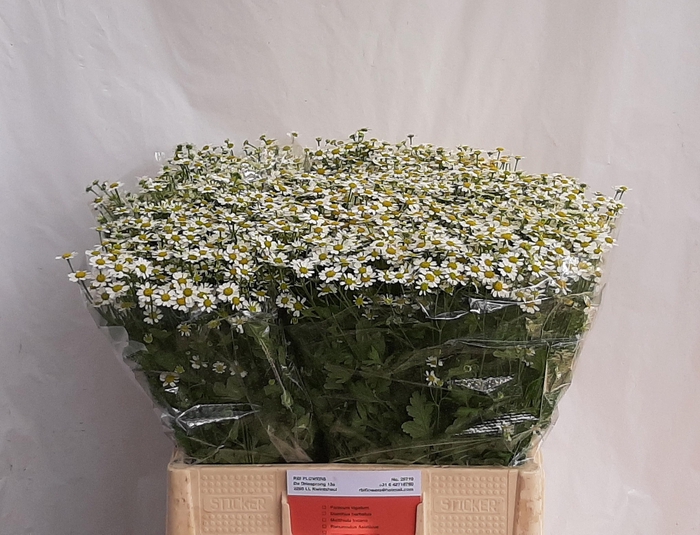 <h4>TANA PA SINGLE VEGMO</h4>