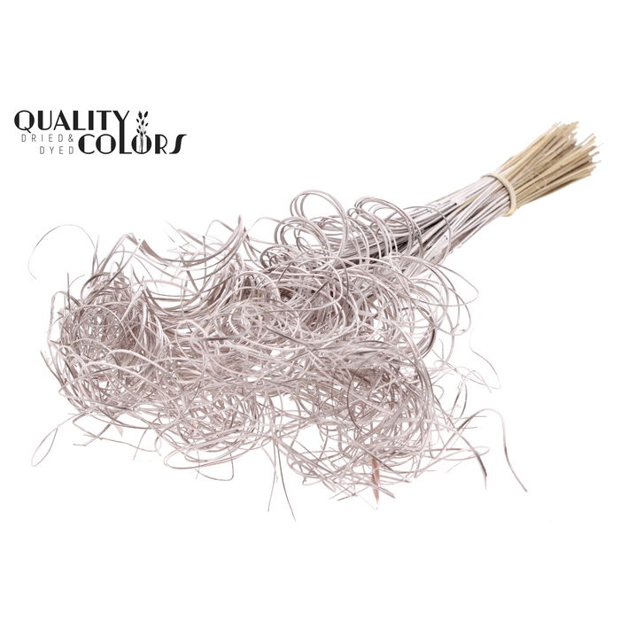 <h4>Palm Curly TT 3pc/tuft - 33 tuft/bunch Champagne</h4>