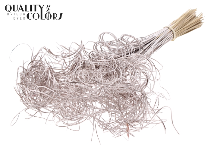 Palm Curly TT 3pc/tuft - 33 tuft/bunch Champagne
