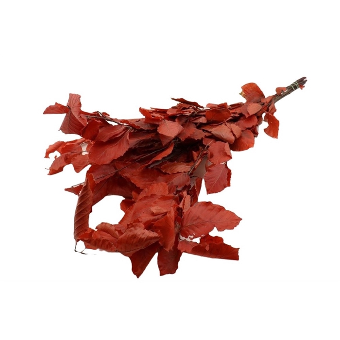 <h4>Preserved Beuk 80cm 150g</h4>